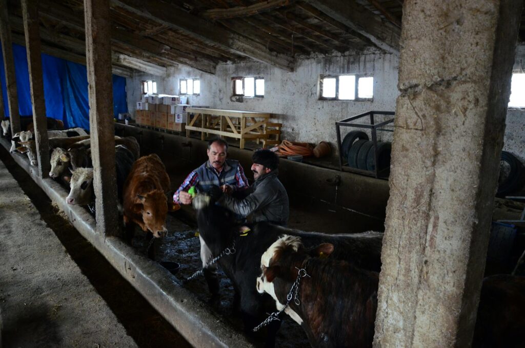 Farmers tending to cattle in a barn in Ankara, Türkiye.